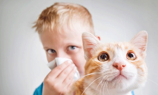 Россияне и австрийцы создают препарат против кошачей аллергии