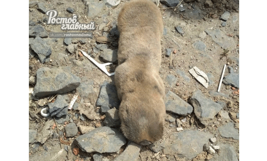 Ростовчане перевели через дорогу «безглазого коротколапого зубокрыса» (+видео)