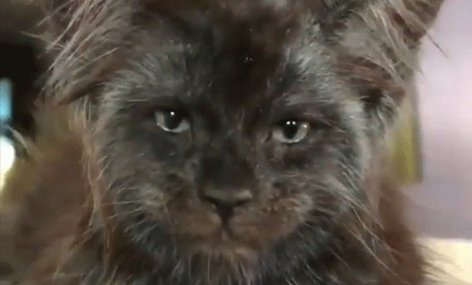 Кот с человеческим лицом (+видео)