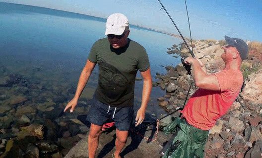 В Азовском море запрещен промысловый вылов пеленгаса