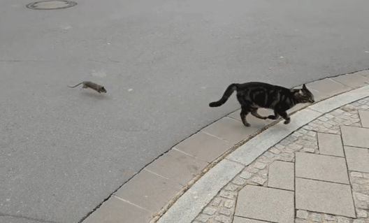 Эти крутые люксембургские крысы... (+видео)