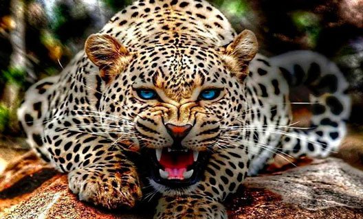 Индия: леопарды-людоеды