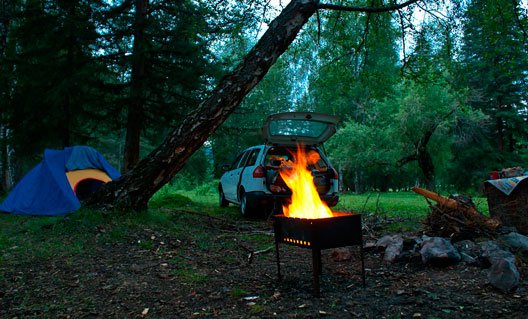 На Дону запретили пикники в лесу до 20 июля