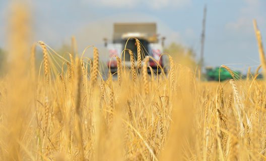 Ростовская область: первое место в России по сбору ранних зерновых