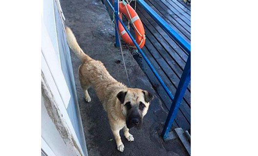 В Азове спасли двух пловцов, включая собаку