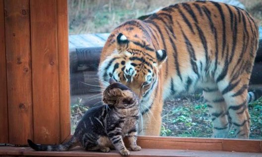 Ростовский зоопарк: подружились тигрица и кошка