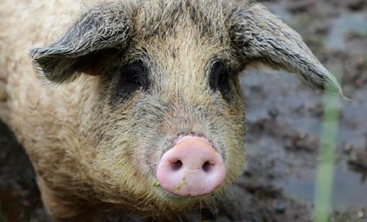 Польша: свиньи съели фермера
