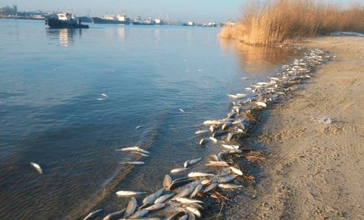 О факте массовой гибели рыбы в Дону на территории Ростова