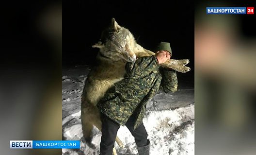 The Times (Великобритания): в деревне на юге России застрелили гигантского волка