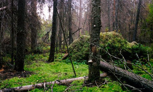 Россиянка сбежала с двумя детьми в лес от чипирования