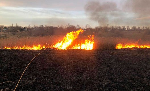 Пожар в Азовском районе: погибли сотни птиц, ежей и зайцев