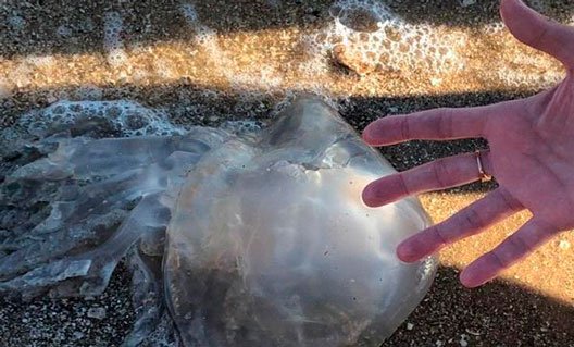 Ученые объяснили появление огромных медуз в Таганрогском заливе