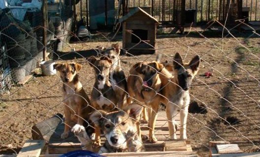 Азов: приют "Феникс" вынужден отправить часть стерилизованных собак на улицу