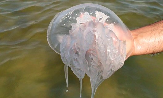 В Азовском море планируется начать промысел медуз