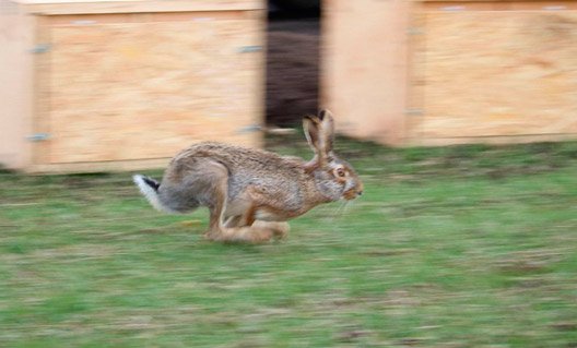 В Азовском районе переселили 20 зайцев
