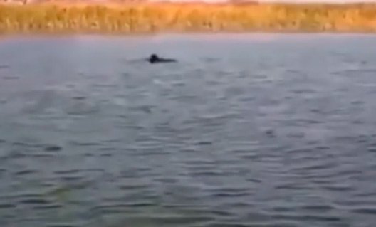 Азовский район: к нам заглянула пара дельфинов