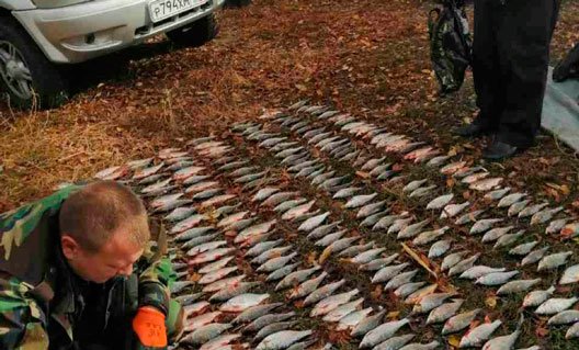Дон: браконьеры выловили 533 экземпляра рыбы частиковых пород