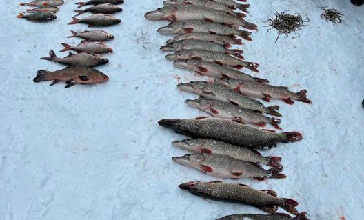 Волгодонск: браконьеры сбежали, бросив рыбу и машину
