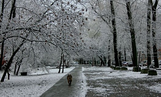 Морозы и снег накроют Ростовскую область 8 марта