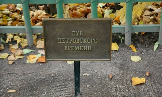 Азов: 30 апреля у нас высадят саженец из желудя Дуба Петра Великого
