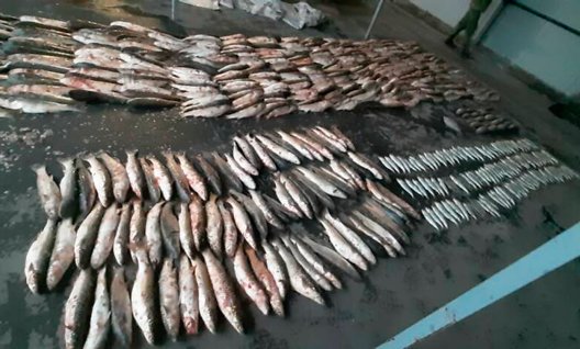 В Таганрогском заливе поймали трех браконьеров: ущерб почти на полмиллиона