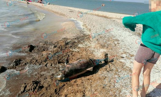 На побережье Павло-Очаковской косы обнаружен мертвый дельфин