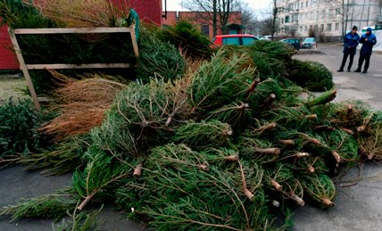 Азов: состоится сбор новогодних елок на утилизацию