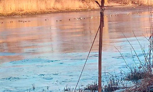 В городе Азове Ростовской области сотни диких уток вмерзли в лед