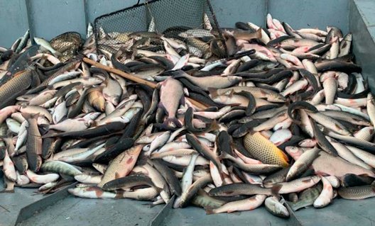 В  Азове пресекли деятельность рыболовецкой артели