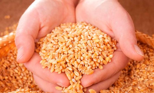 В Азове планируется построить завод по глубокой переработке зерна