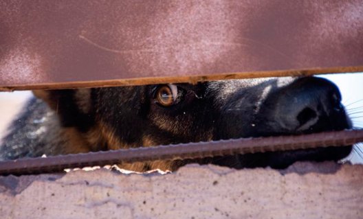 В Азовском районе ввели карантин из-за бешенной собаки