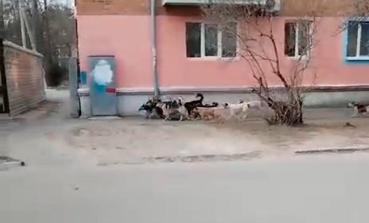 Азов: горожан пугают стаи псов